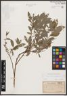 Salix aurita L. x Salix repens L.